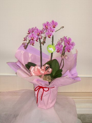 �~�j�Ӓ���(�s���N)