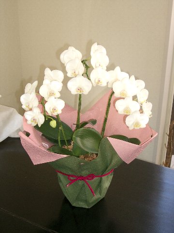 �~�j�Ӓ���(��)