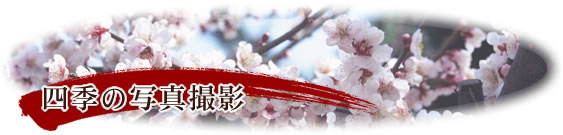 四季の写真撮影