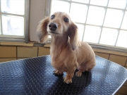 �R�@�V���R���@�����