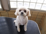 �����@�v�b�`�@�����