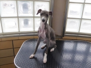 �����@�}���{���@�����