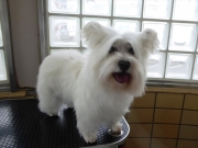 �͍��@�}�R�@�����