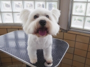 �͍��@�}�R�@�����