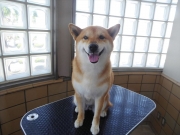 �e�B�i�@�����