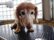 ���f�B�@�����