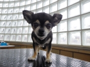 ���񂱁@�����