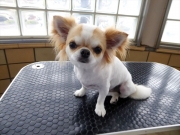 ���X�@�����