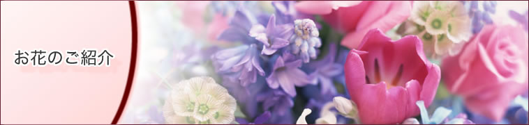 ���Ԃ̂��Љ�