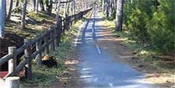 ��f�C�ݔg�ł��ہi������5���c�j