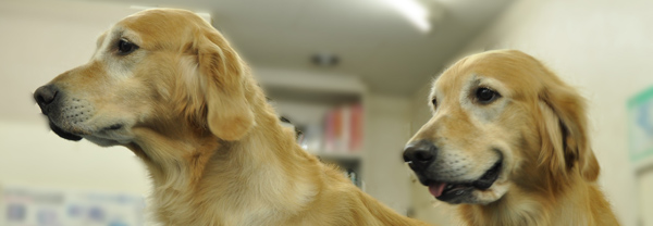 ゴールデンレトリバー