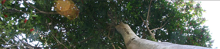 �T�C�g�}�b�v